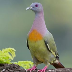 Meet your Posher, Kim